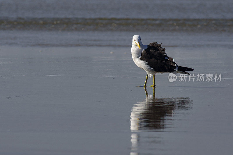 海鸥(Larus dominicanus)